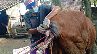 Proses pertolongan sapi Limosisn kesulitan melahirkan (Distokia)