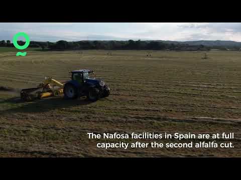 2nd cut of alfalfa in the fields / 2ème coupe de luzerne dans les champs / 2º Corte de alfalfa