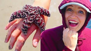 We Found A Giant Starfish!