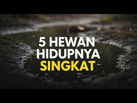 Short-lived animals - amazing