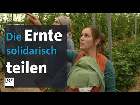 Wo das Bio-Gemüse geteilt wird: Solidarische Landwirtschaft in Würzburg | BR24