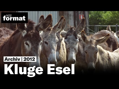 Kluge Esel (2012)