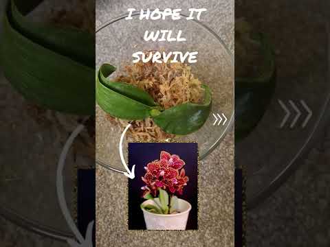 , title : 'PLANT HIGHLIGHTS!!! My Phalaenopsis had stem rot, and I am trying to save it'
