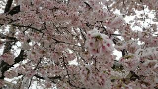雪桜だーーーーーーー!!!!!!!!!7/12