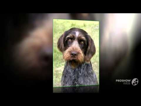 Stichelhaar Dog breed