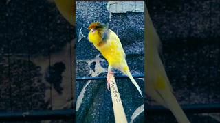 Download lagu Monster Kenari Yorkshire Gacor Panjang mp3 Download lagu Monster Kenari Yorkshire Gacor Panjang mp3