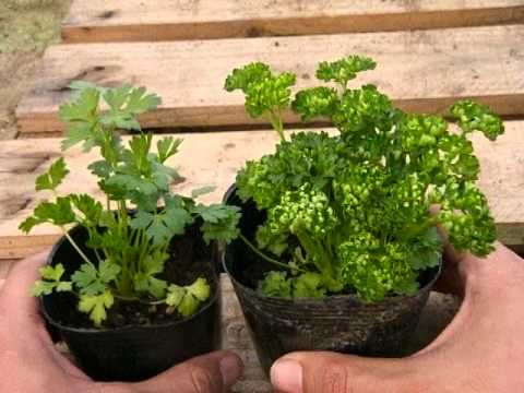  9月にパセリを鉢または地に播種できますか?豊作のための庭師の 5 つのヒント!  庭園