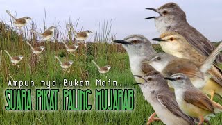 Download lagu Suara Pikat Burung Ciblek Sawah Ribut. Auto Langsung Kumpul.. mp3 Download lagu Suara Pikat Burung Ciblek Sawah Ribut. Auto Langsung Kumpul.. mp3
