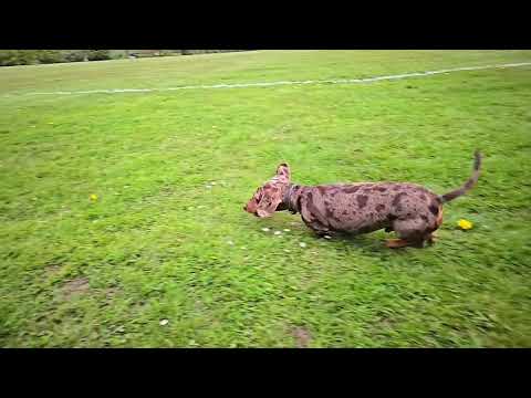 Paws and Serenity Co. video.