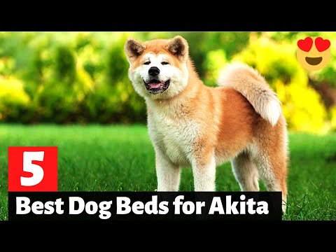 5 Best Dog Beds for Akita
