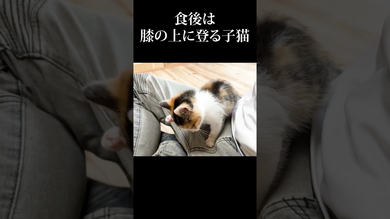 膝の上でグルーミング #子猫 #うにむぎはち