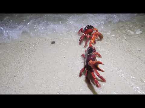 Crab Spawning at Flying Fish Cove - 20th January 2020