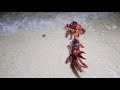 Crab Spawning At Flying Fish Cove 20th January 2020