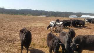 It&#39;s a new day here on the farm just because New Holland l230 is broke down