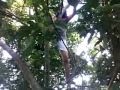 My grandma climbing up a tree 