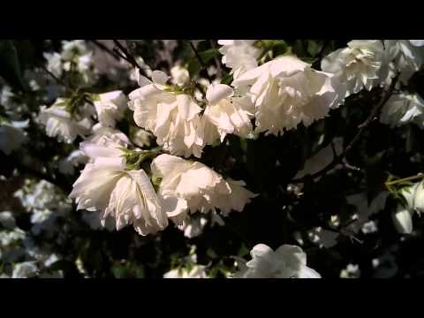 Elephone P7000 Camera Sample (gizchina.de)