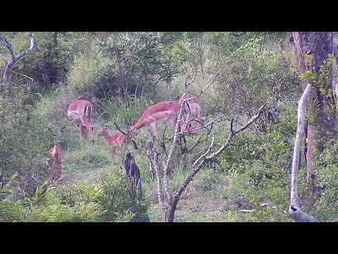 Djuma: Impalas and new little ones across the dam - 16:41 - 11/22/2022
