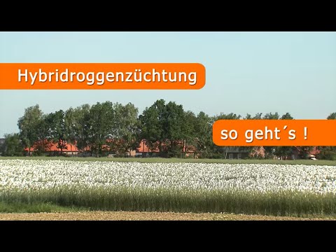 Hybridroggenzüchtung - so geht's
