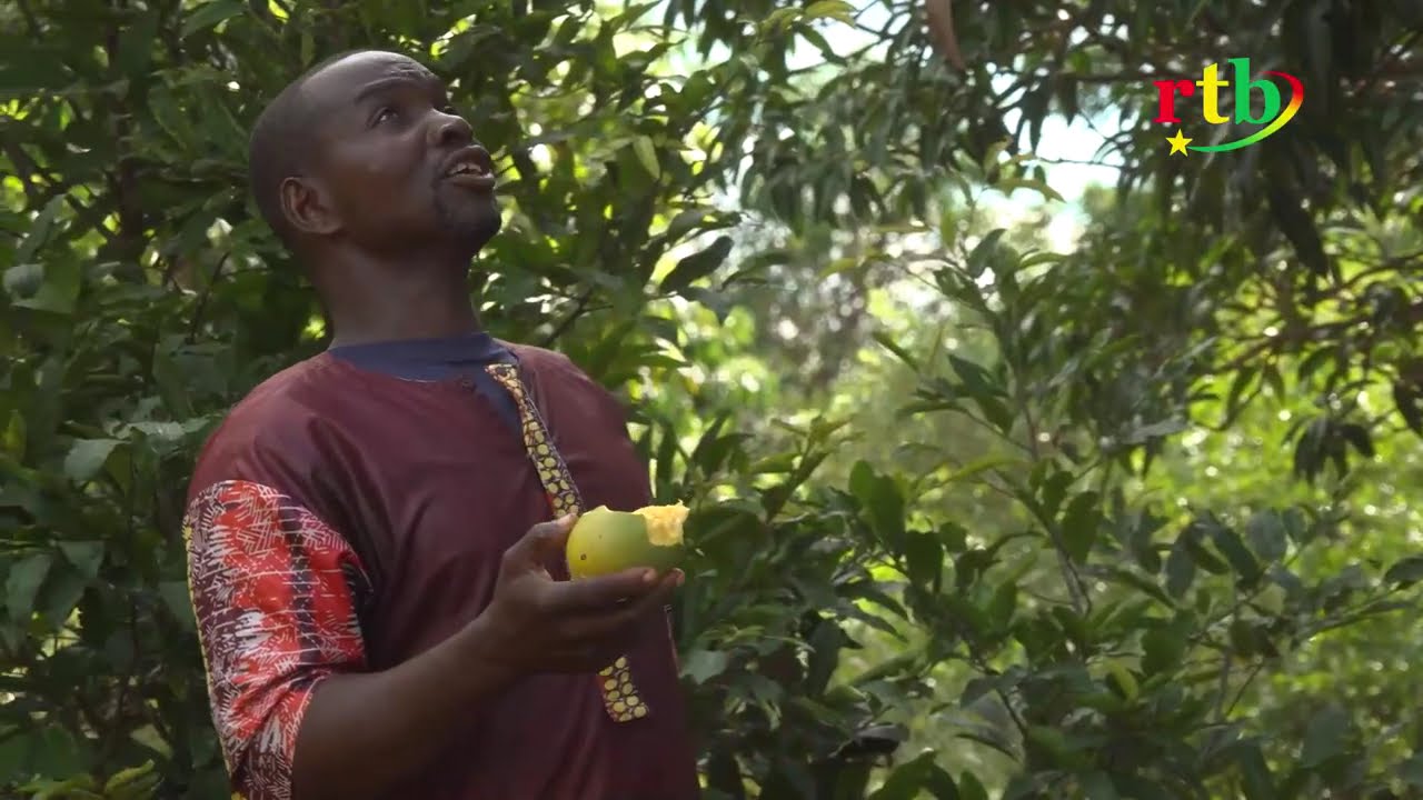 ECRAN VERT | Protéger sans détruire : l'agroécologie face à la mouche des fruits