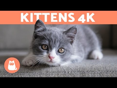 KITTENS 4K |Cute KITTEN VIDEOS in 4K 🧡