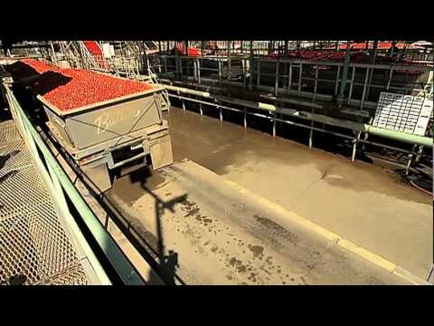 Secret of the Canned Tomato.