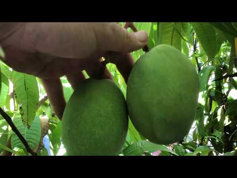 Most Northerly Mango Tree in the World- Part 1