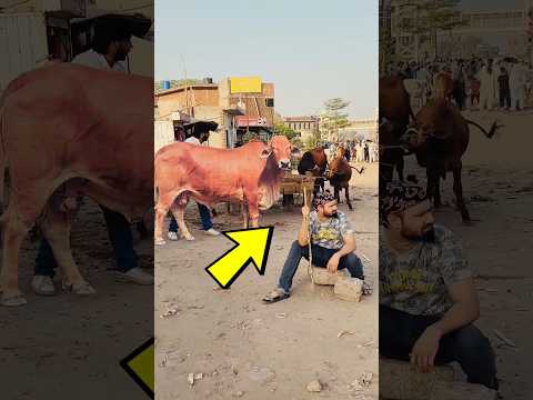 He Sold a FAKE Cow for Millions! 😂 #cats #catsvideo #core #bts