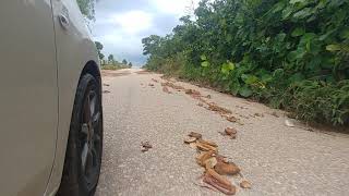 preview picture of video 'Pusing-pusing - Kampung Ladang, Gelang Patah, Johor'