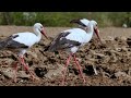 The White Stork Wild World