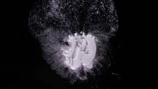 InstaPill™ ODTs | Rapid disintegration without agitation
