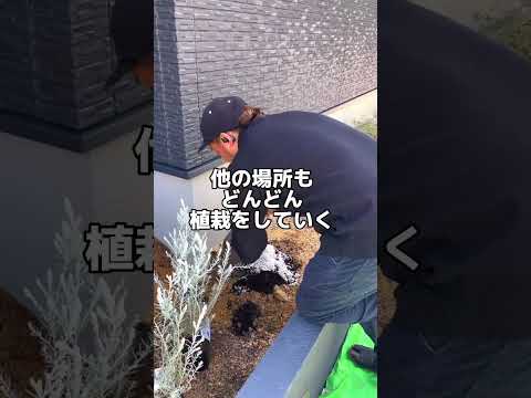 緑の壁のモダンなダイニング ルーム