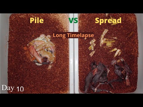 Pile Vs Spread out food in a Worm Bin Time-lapse (Long)