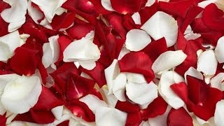 Dose dupla - Roberta Miranda - Rosas/Chuva de Amor