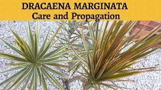 Dracaena Marginata Care and Propagation
