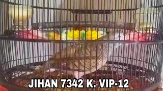 Download lagu PIYIKAN PERKUTUT BANGKOK SUARA LENGKAP RING JIHAN BIRD FARM Full HD 1080p mp3 Download lagu PIYIKAN PERKUTUT BANGKOK SUARA LENGKAP RING JIHAN BIRD FARM Full HD 1080p mp3