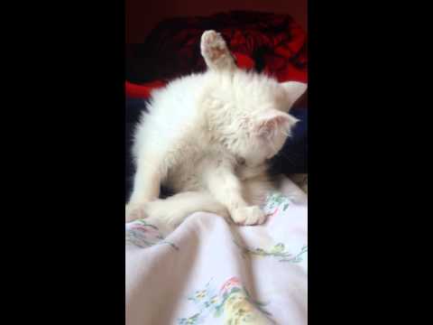 Prettiest cat in the world