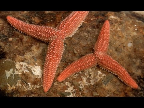 download lagu mp3 mp4 Amoeba Teen Clam Attack, download mp3 Amoeba Teen Clam Attack free download mp3, download mp3 Amoeba Teen Clam Attack