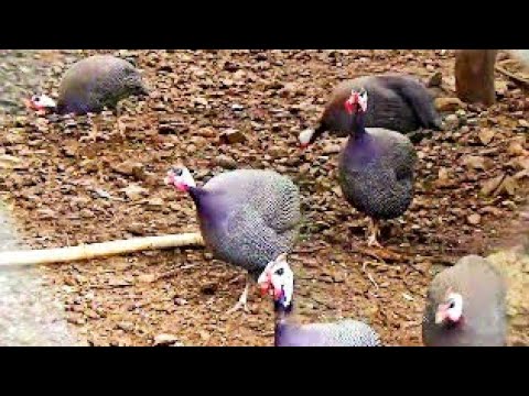 Guinea fowl or numida meleagris galeata or chicken now food ...