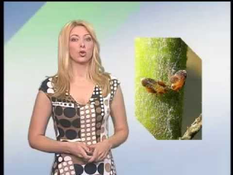 Zelena prognoza 5.7.2013.