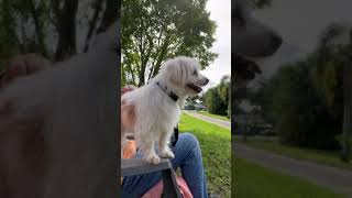 Video preview image #1 Maltese Puppy For Sale in Weston, FL, USA