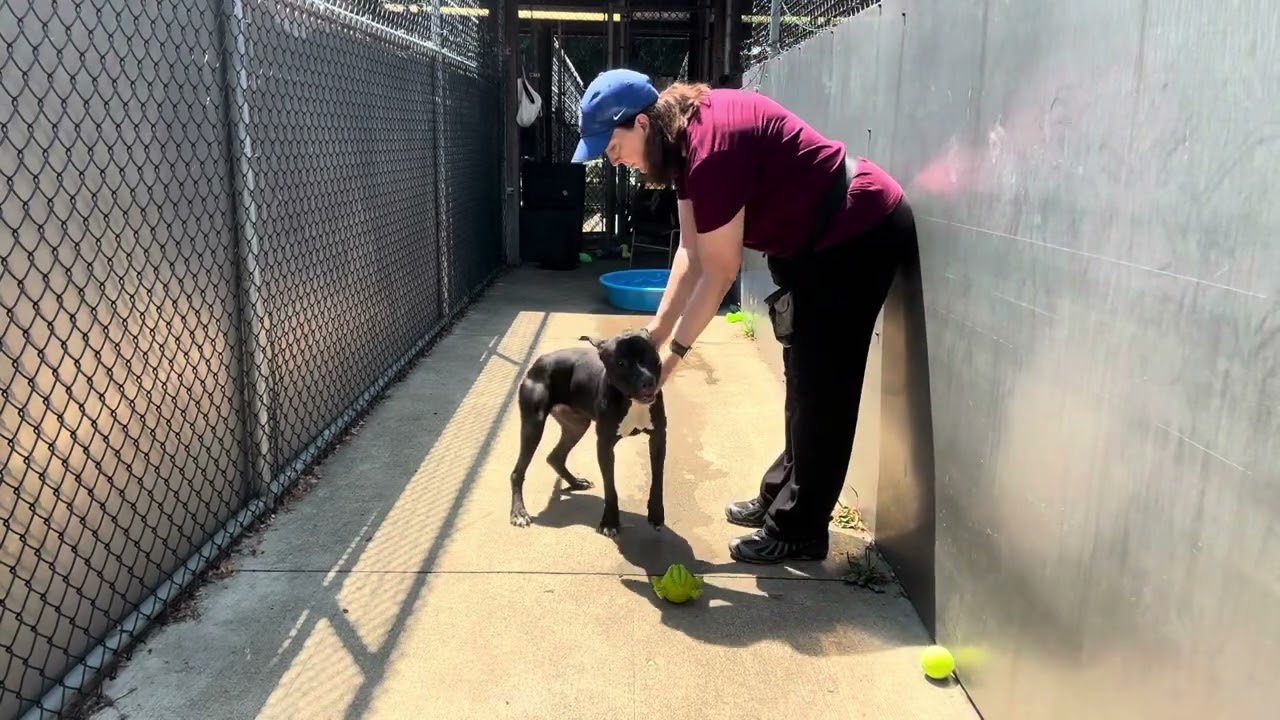 Kettle, a ADOPTABLE Pit Bull Terrier in Chicago, IL video 5/5