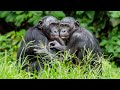 Animal Homosexuality The Hidden Animal Behavior Scientists Tried To Bury