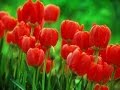 Дуже гарна пiсня `·Червоні тюльпани Ukraine `·٠• 
