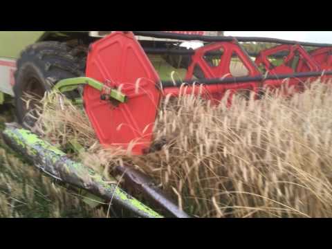 Winter rye harvest 2016