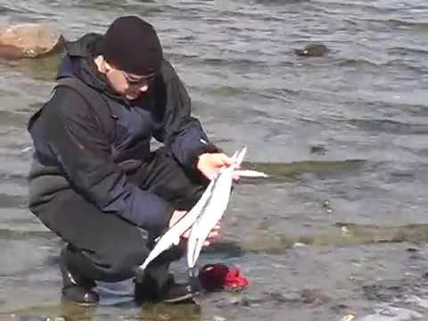 Lystfiskeri efter hornfisk