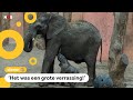 Olifantje twee maanden te vroeg geboren in dierentuin?