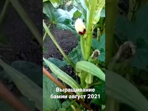 Выращивание бамии август 2021г