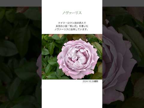 バラの茂みの病気は、低木の周りの良好な空気循環を確保します