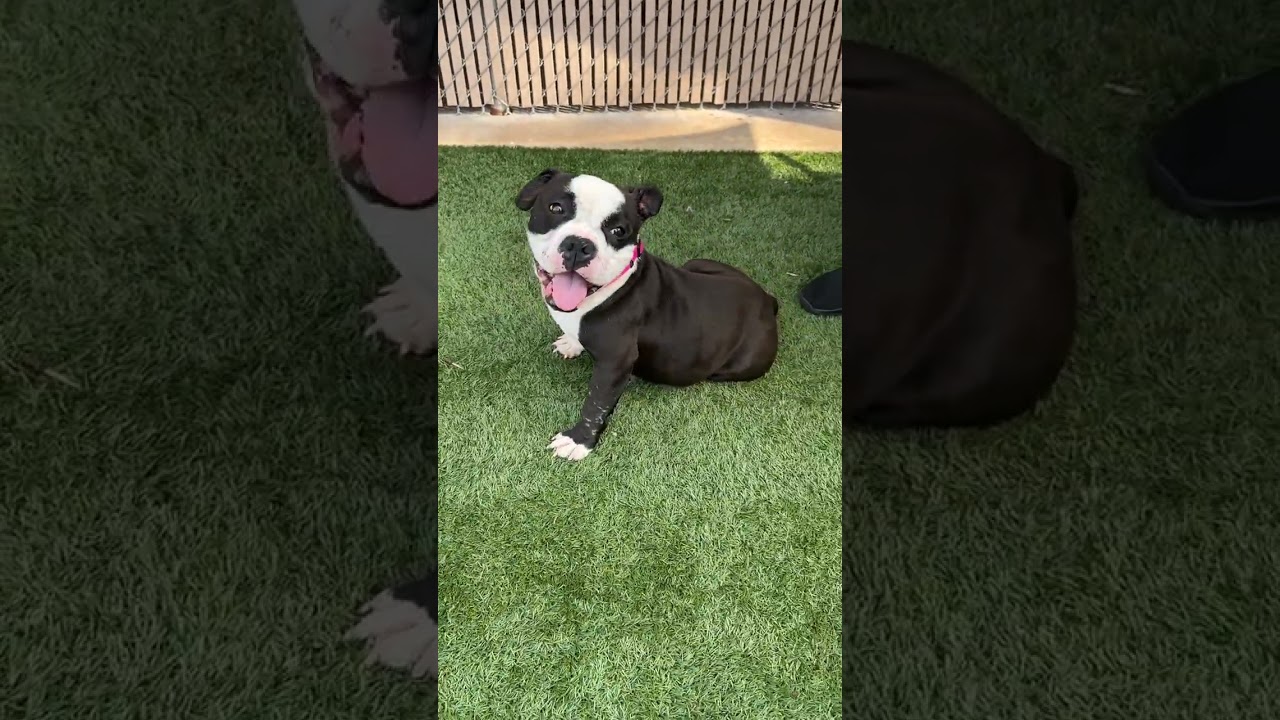 Enlarge Meet DELILAH - what a doll - no joke - sweet as can be. Female 5 yr old bulldog mix, a ADOPTABLE mixed breed in Clifton, NJ video 2/6
