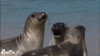 Richard Clayderman - The Seaweeds Melody